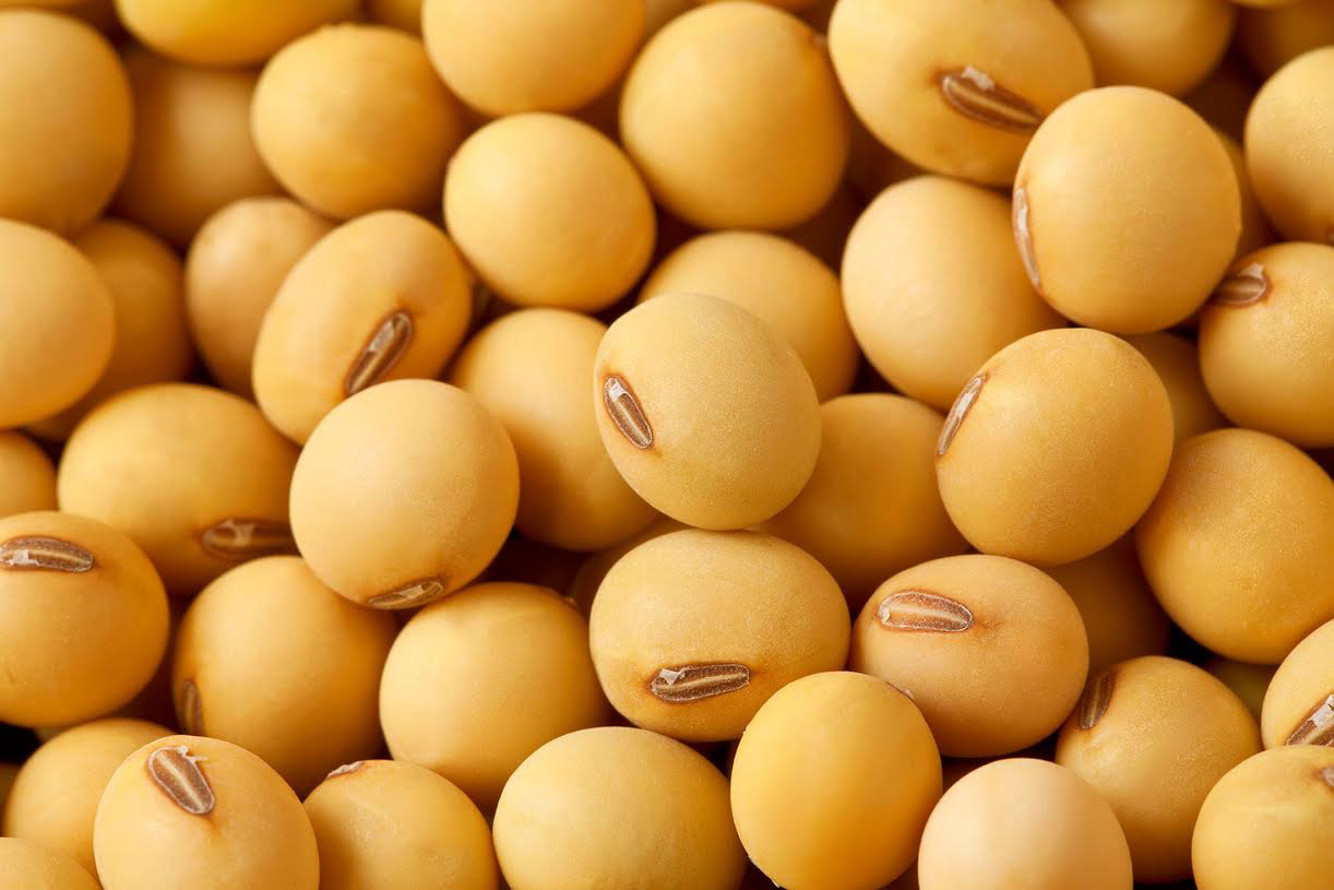 SOYA: DEL CAMPO A LA MESA EN FAMILIA