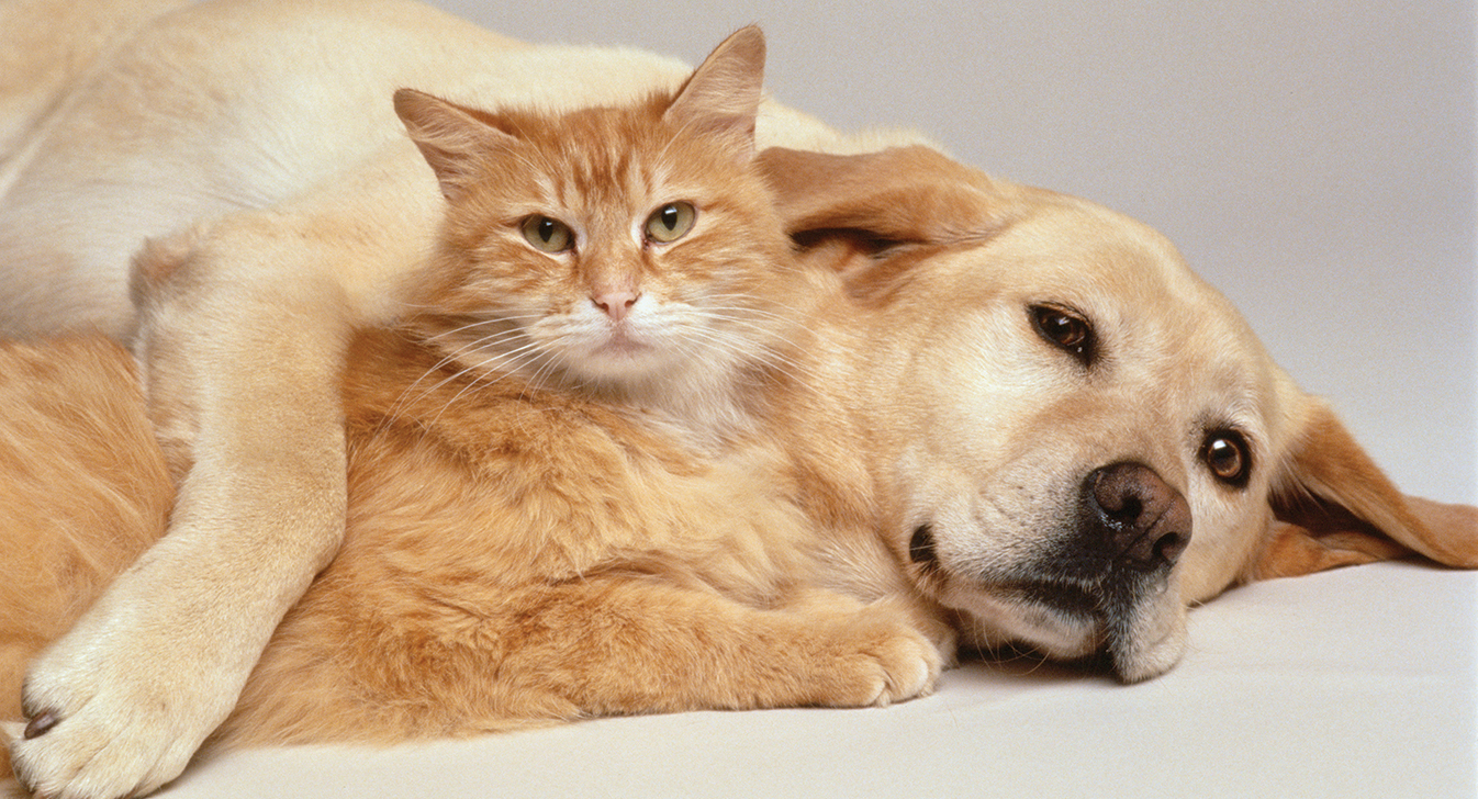 PET SPOT 93