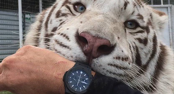 BLACK JAGUAR WHITE TIGER