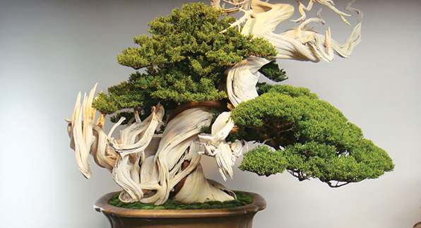 Bonsái del mundo