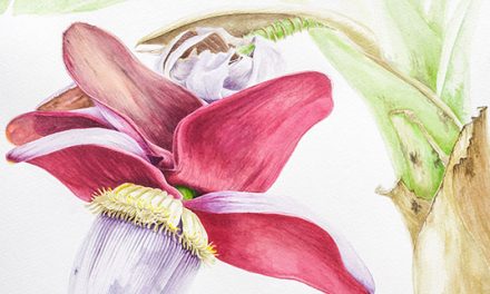 TALLER DE ILUSTRACIÓN BOTÁNICA
