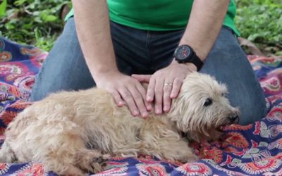 TERAPIA REIKI PARA ANIMALES