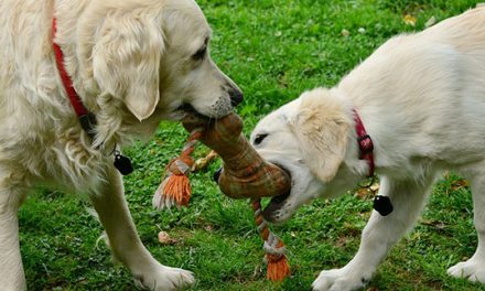 PARQUE PARA PERROS