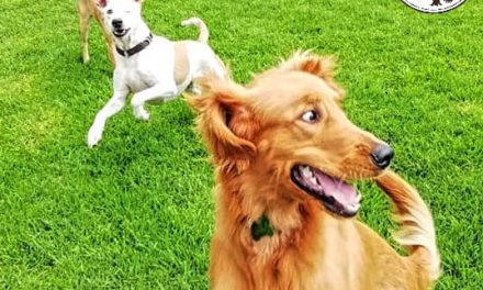 ¿DÓNDE DEJAS A TU PERRITO EN VACACIONES?