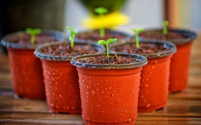 AGRICULTURA URBANA PARA NIÑOS