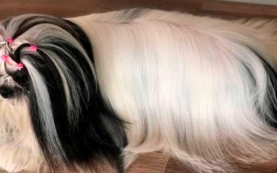 GROOMING DOG FEST