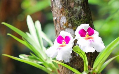 EXPOSICIÓN DE ORQUÍDEAS 2019
