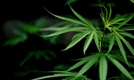 CANNABIS MEDICINAL