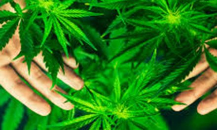 TALLER CULTIVO MEDICINAL