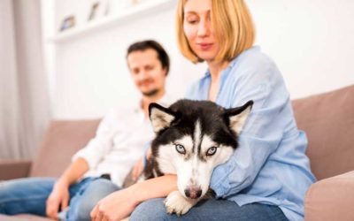 OCIO EN CASA – MASCOTAS