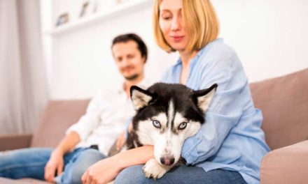 OCIO EN CASA – MASCOTAS